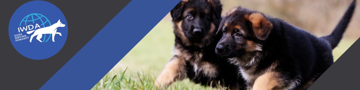 German shepherd puppies